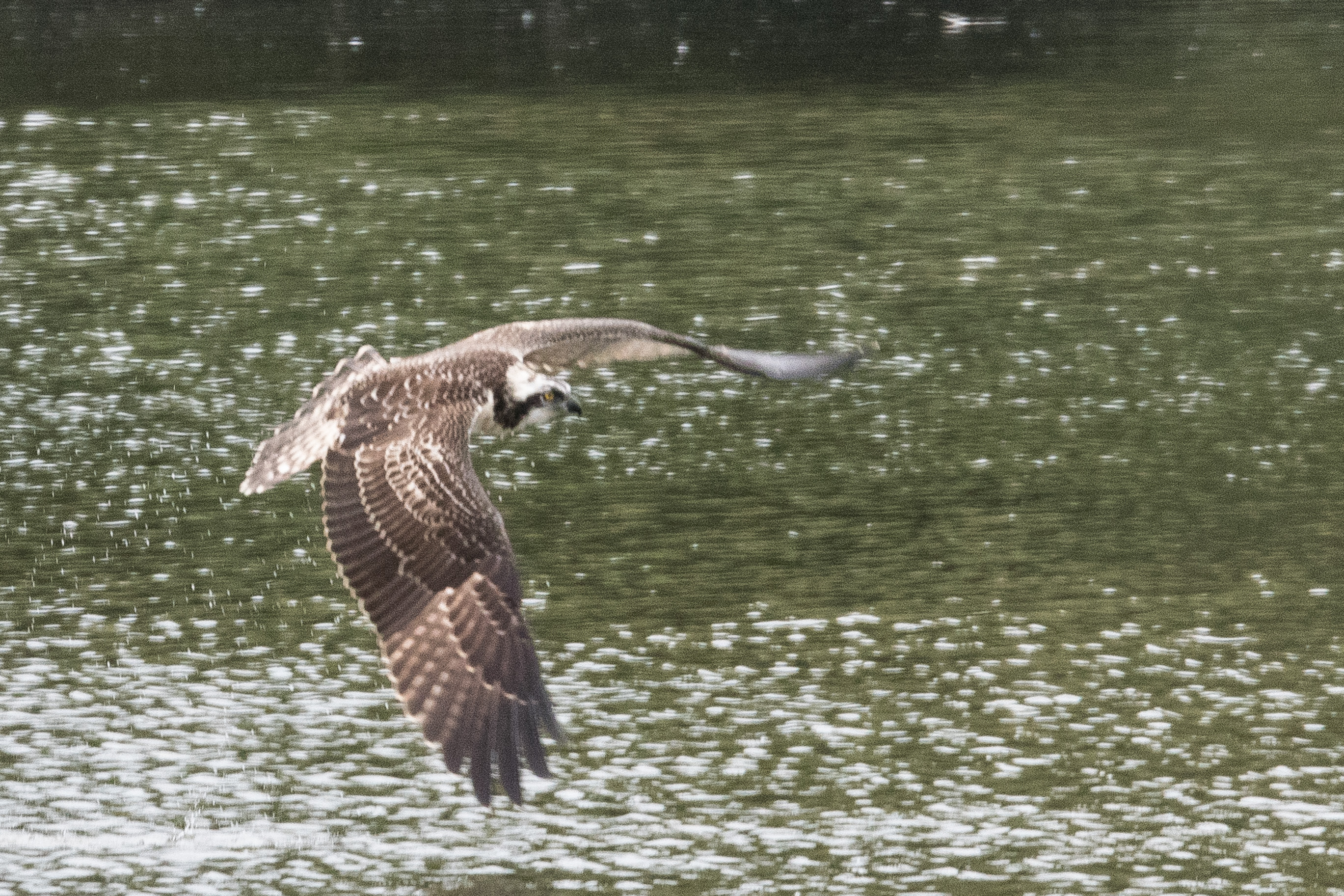 Balbuzard Pêcheur (Osprey, Pandion haliaetus), adulte survolant  le Dépôt 51 de la Réserve Naturelle de Mont-Bernanchon, Hauts de France, à la recherche d'une proie.